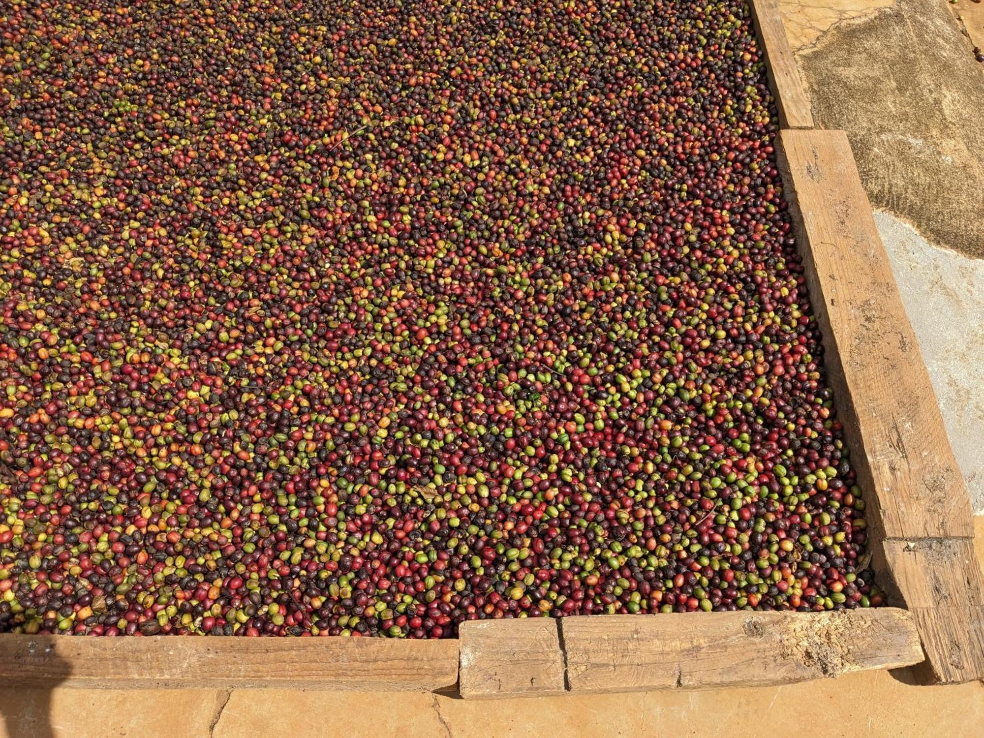 Ferienwohnung Ivy Coffee Farm - Garden House Duc Trong Exterior foto