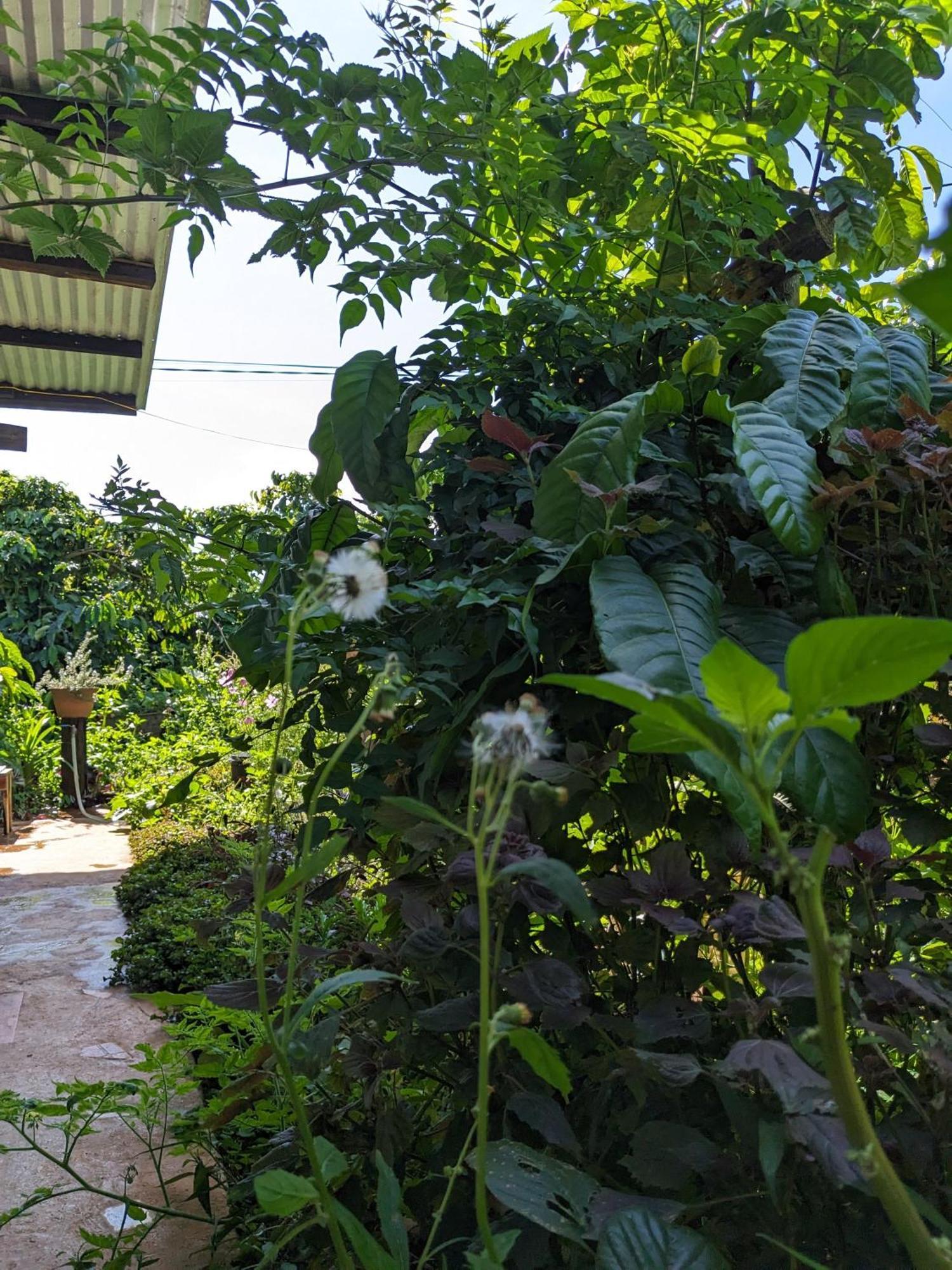 Ferienwohnung Ivy Coffee Farm - Garden House Duc Trong Exterior foto